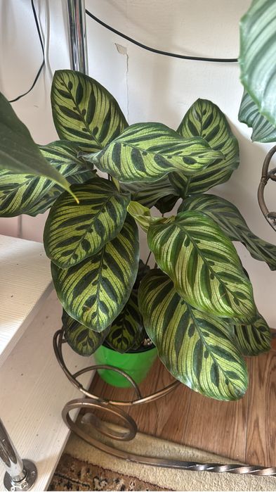 Калатья гули сатылады