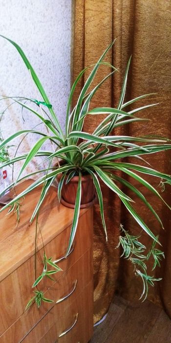 Хлорофитум. Продам.Молочай беложильчатый.