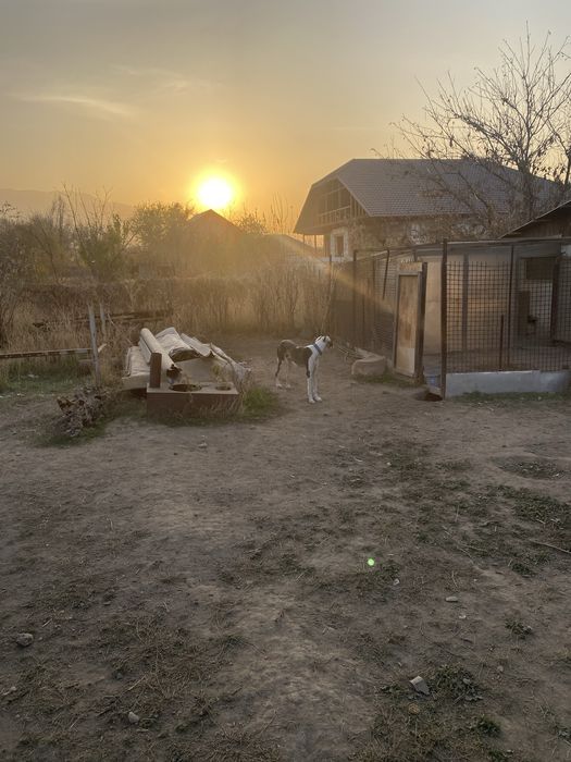 Тазы иттер сатылады