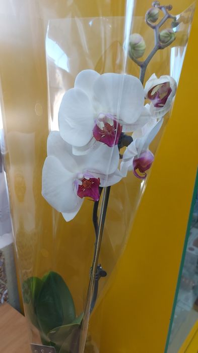 Продам    орхидеи