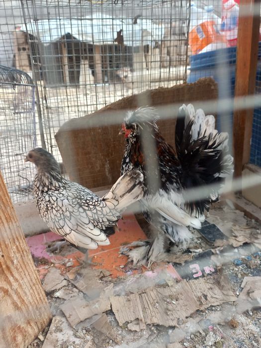 Хуроз ва товук.сотилади.