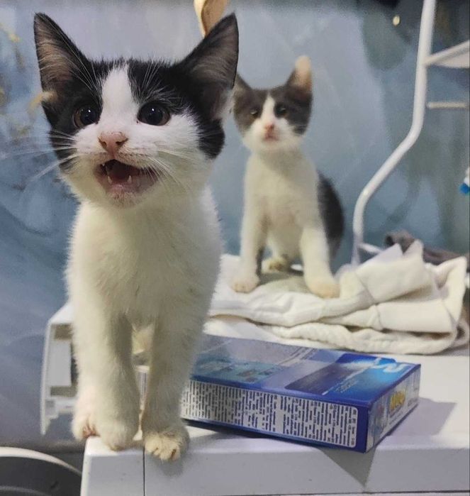 «Котята 3 месяца — ищут своих людей»