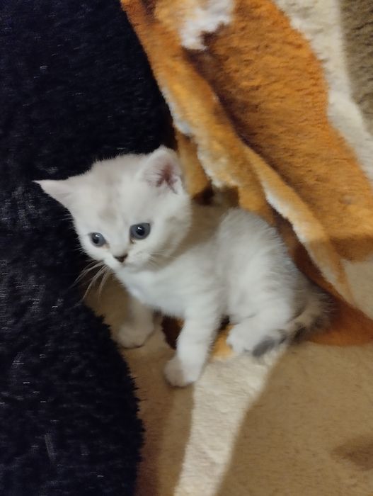 Серебристая шиншилла