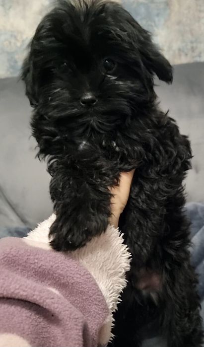 Pudel caniche 1000 lei