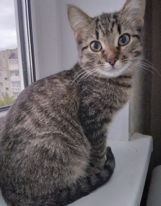 Мышеловка стерилизованная замечательная