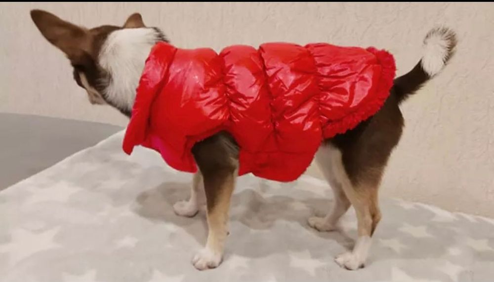 Топли дрехи за кучета