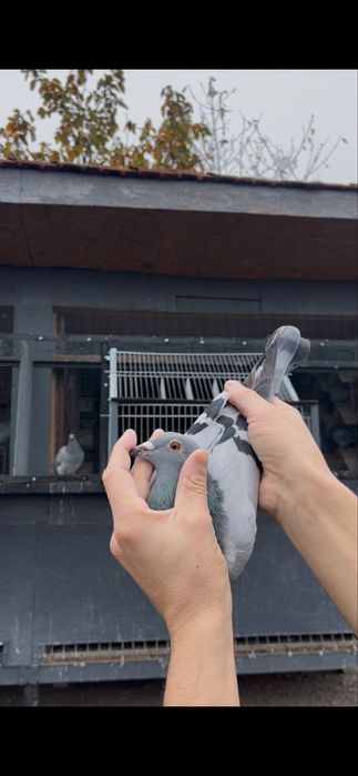 Porumbei voiajori de concurs