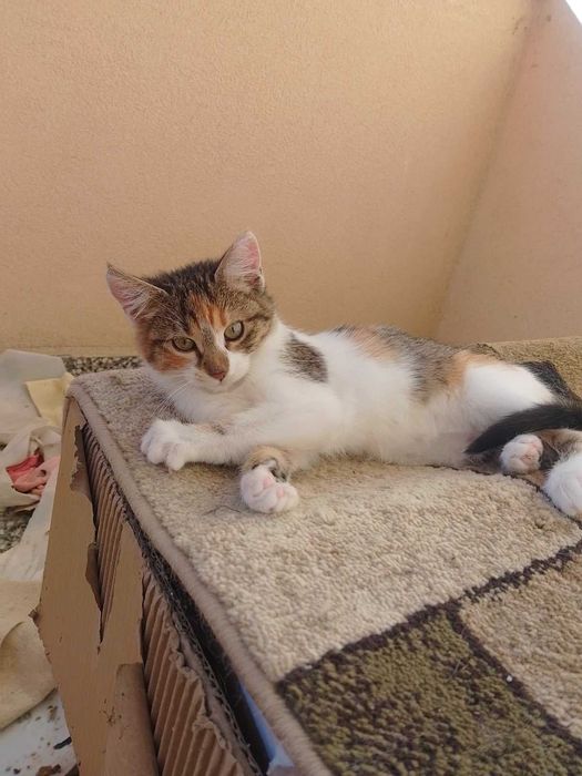 Две трицветни котета търсят своя добър и грижовен осиновител