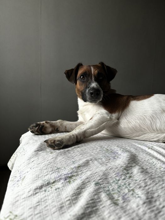 Вязка Джек рассел терьер