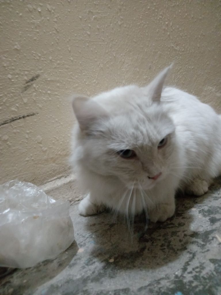 Кто потерял кота?