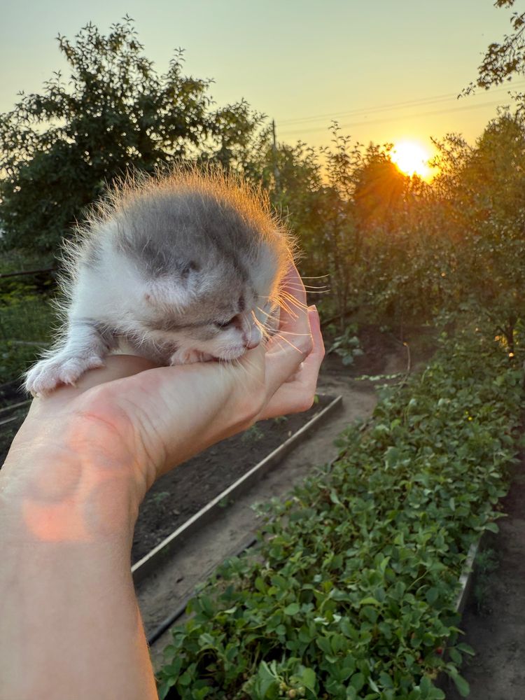Котенок в добрые руки