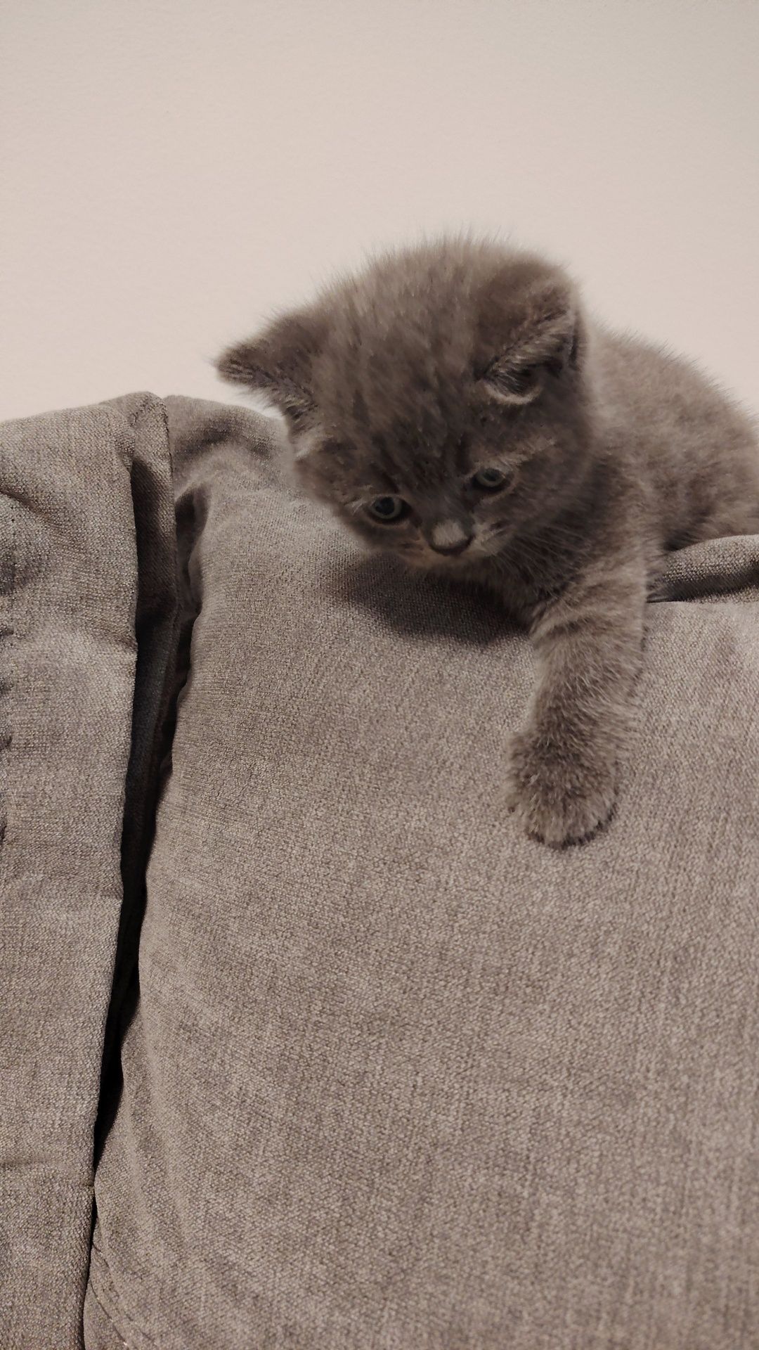 Pisicuțe British shorthair