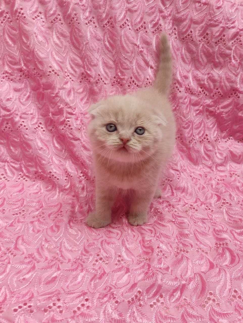 Продается элитный котенок фолд, мальчик, лилового окраса.