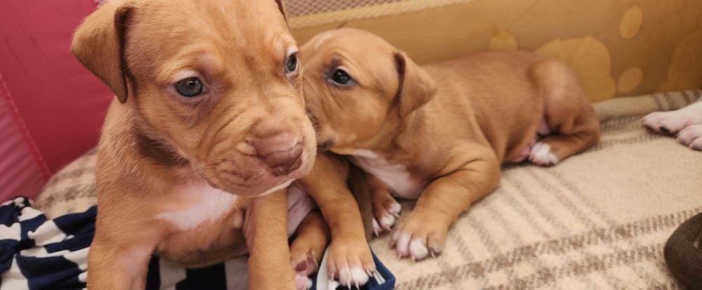 Американски питбул