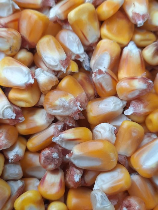 Vând porumb recolta 2025.