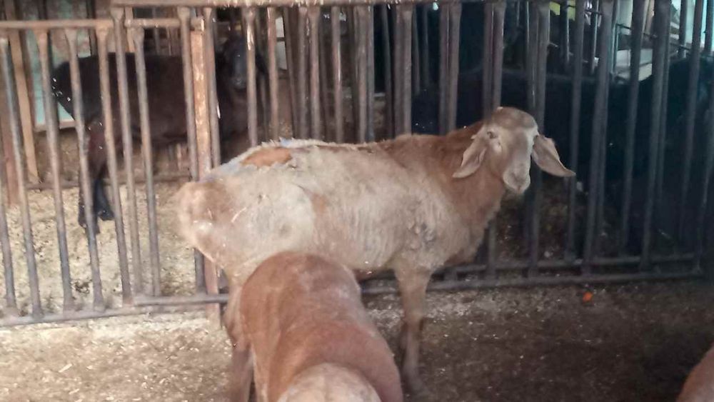 Uyda boqilgan qoylar sotiladi