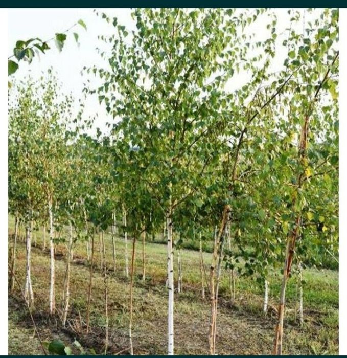 Vindem mesteacan tei frumos mirositor