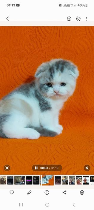 Продаётся  замечательная  девочка  ей месяца  только  бронь