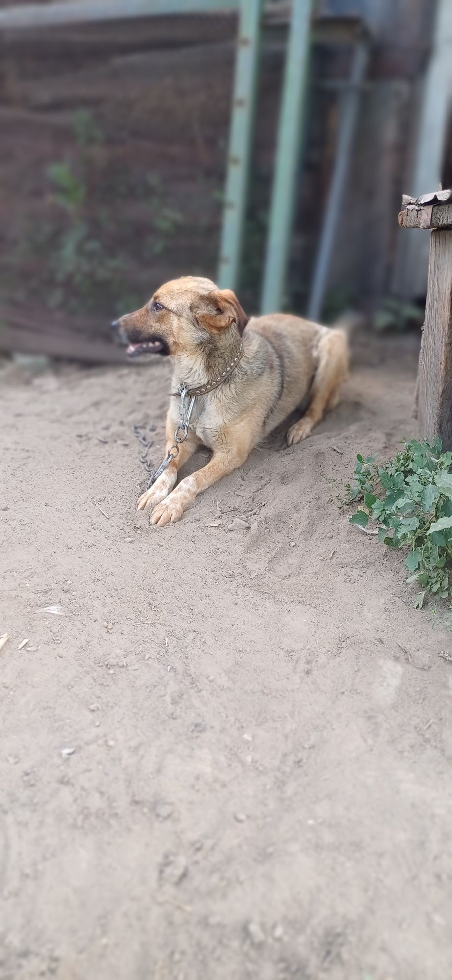 Собачка девочка дворовая