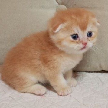 Продаётся шикарный мальчик скотишфолд, золотая шиншилла пу 12.