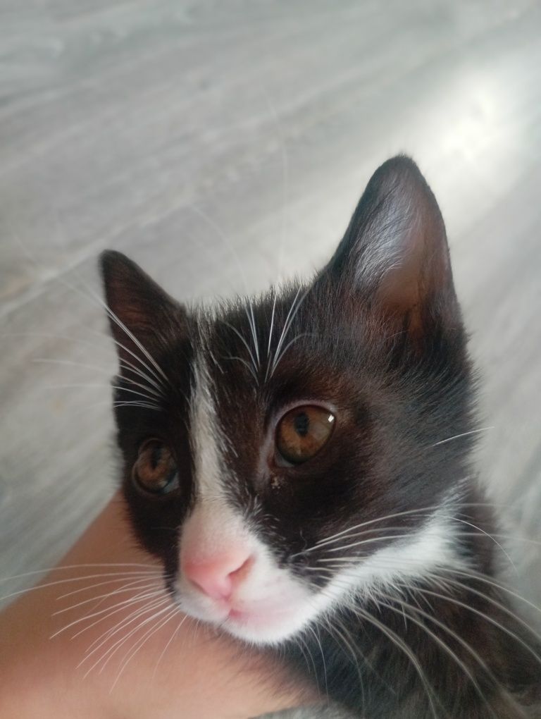 Отдадим котят в добрые руки