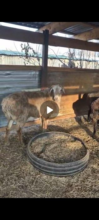 Продам кошкара гиссар 1.5 года