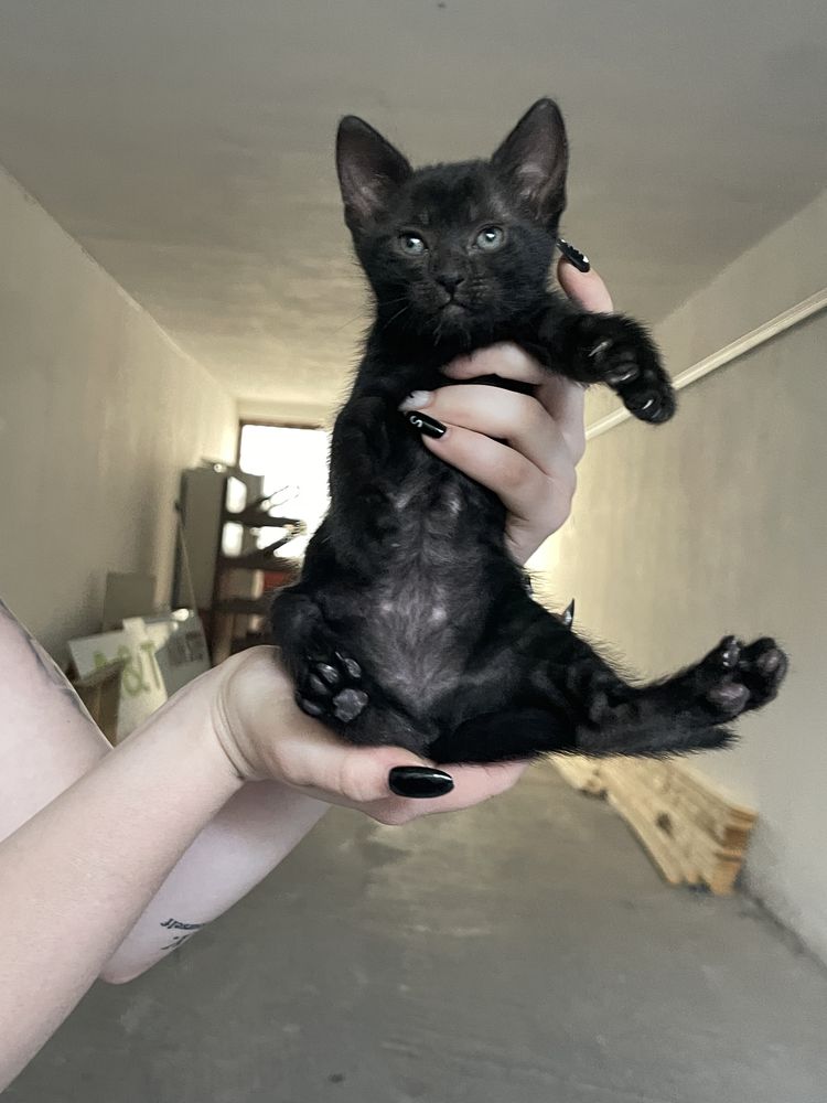 Puiuti de pisica - adoptie (7 saptamani)