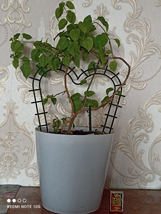 Продам бугенвилию