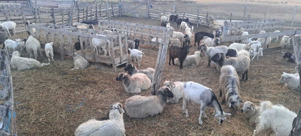 Vând iezi 10 lei kg  și reforma 8 lei kg in viu sau 500 lei buc.