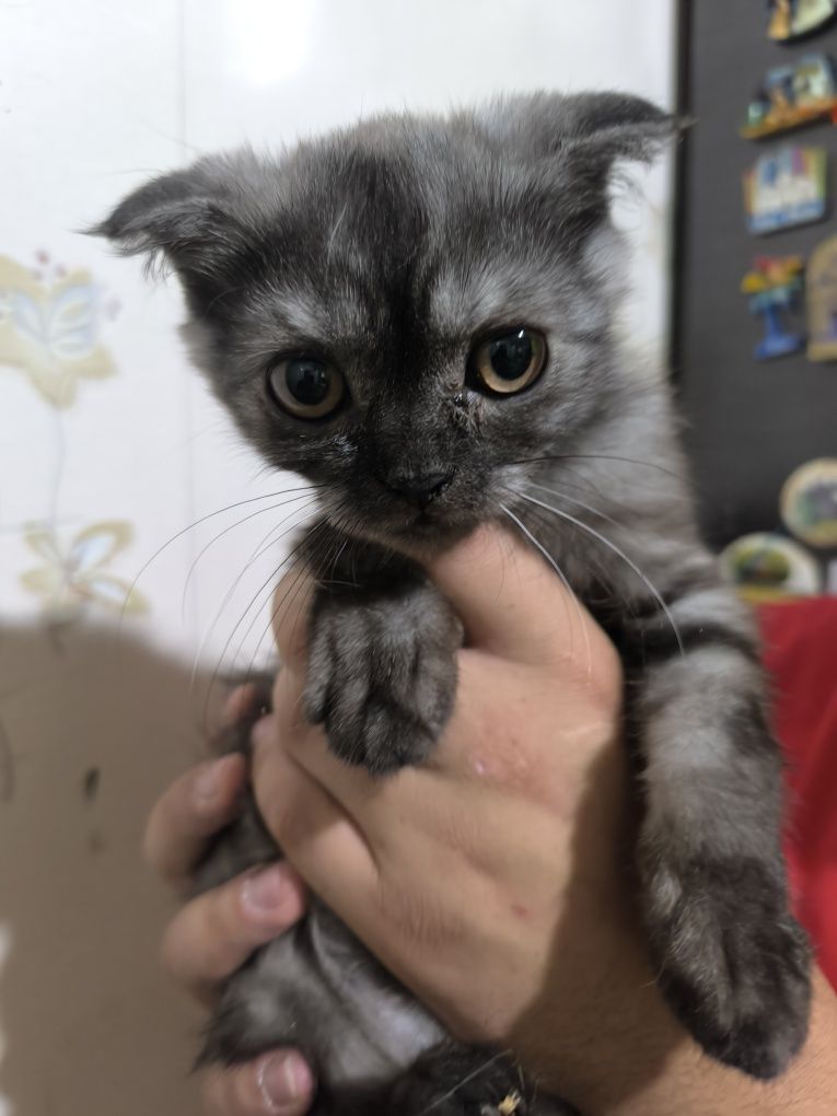 Вислоухие котята
