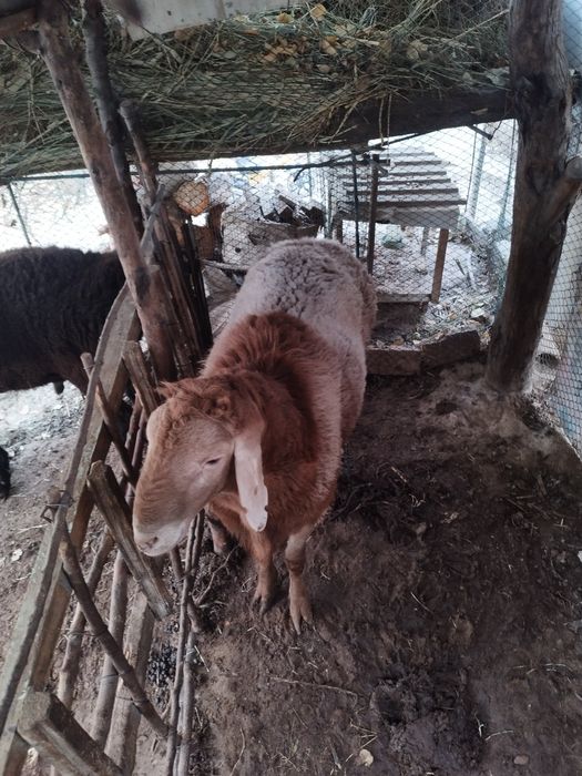 3 ta Qoʻchqor arashan