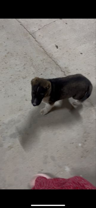 Алабай күшік еркек