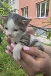 Мъжко котенце на 2 месеца