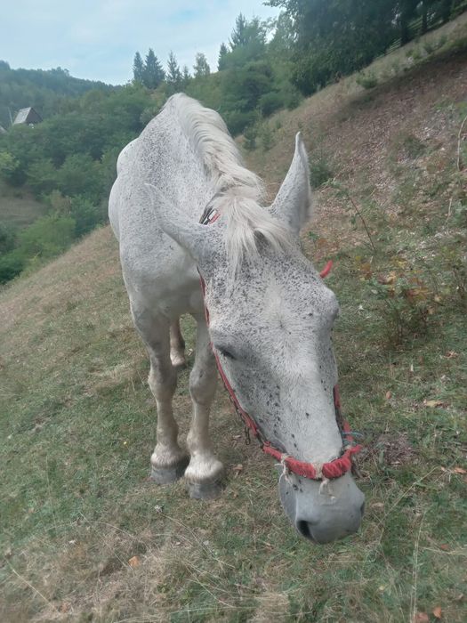 Cal de vânzare ..