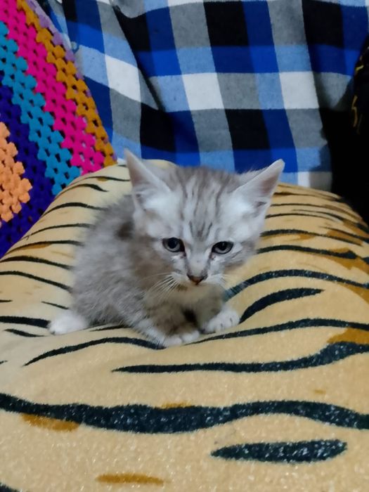 Отдам котят в хорошие руки