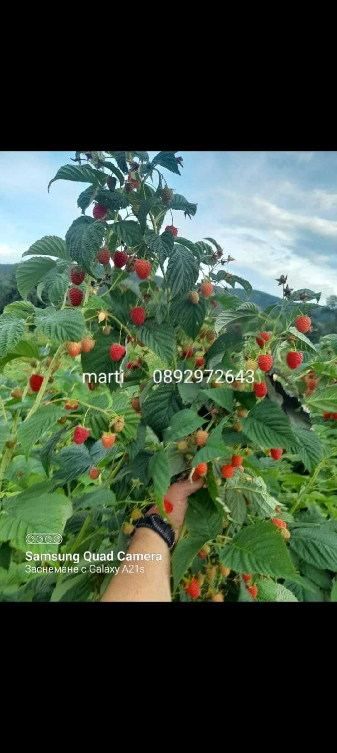 Разсад ягоди и малини