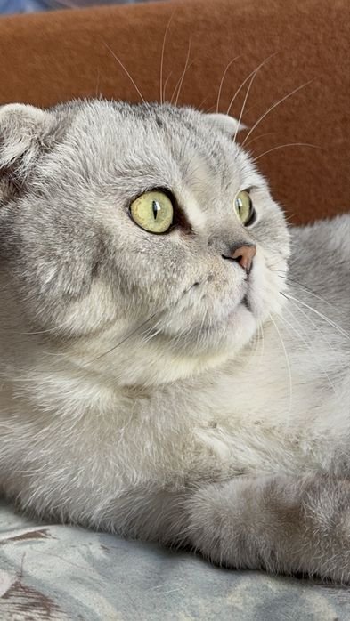 Отдам котика в хорошие руки