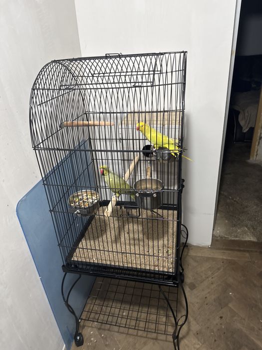 Pret promotional  astăzi micul alexandru