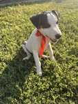 Jack Russell Terrier
