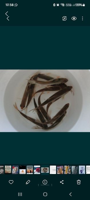 Малёк, карасик.  Наживка,  Р-н Жазира