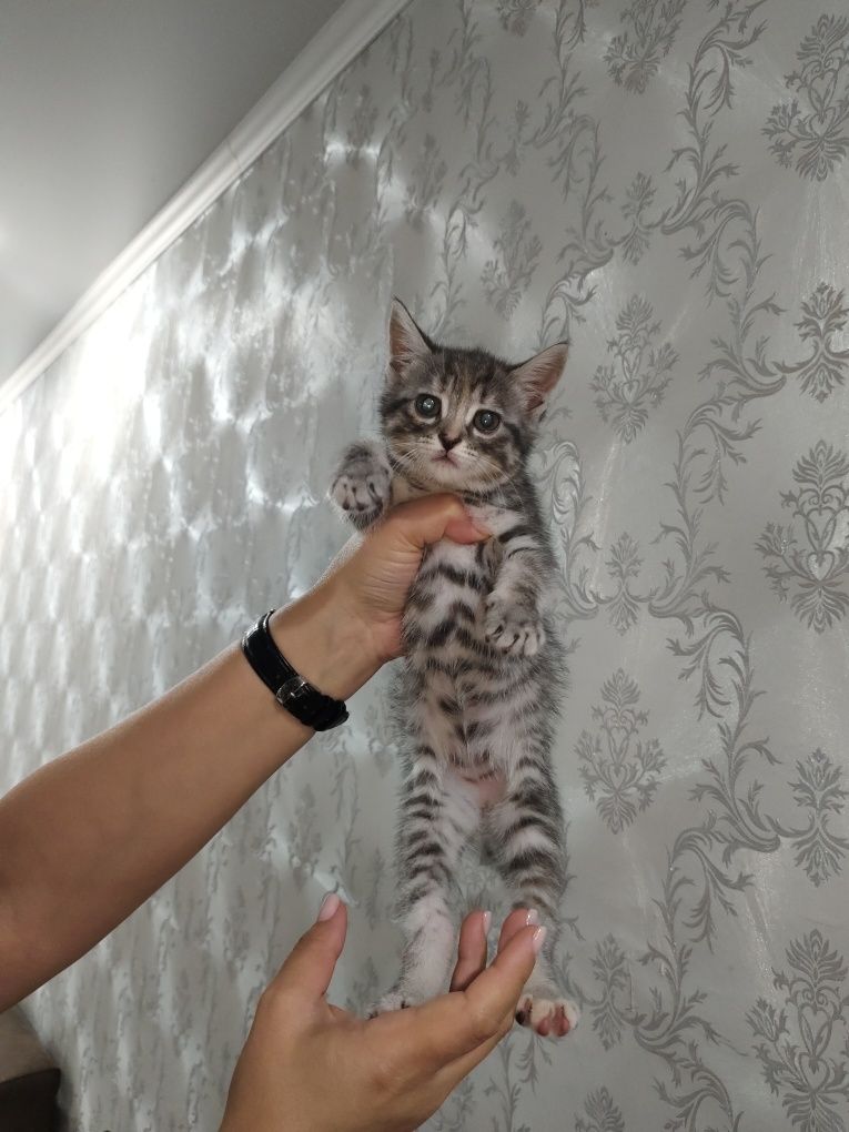 Ищем дом для малышки!