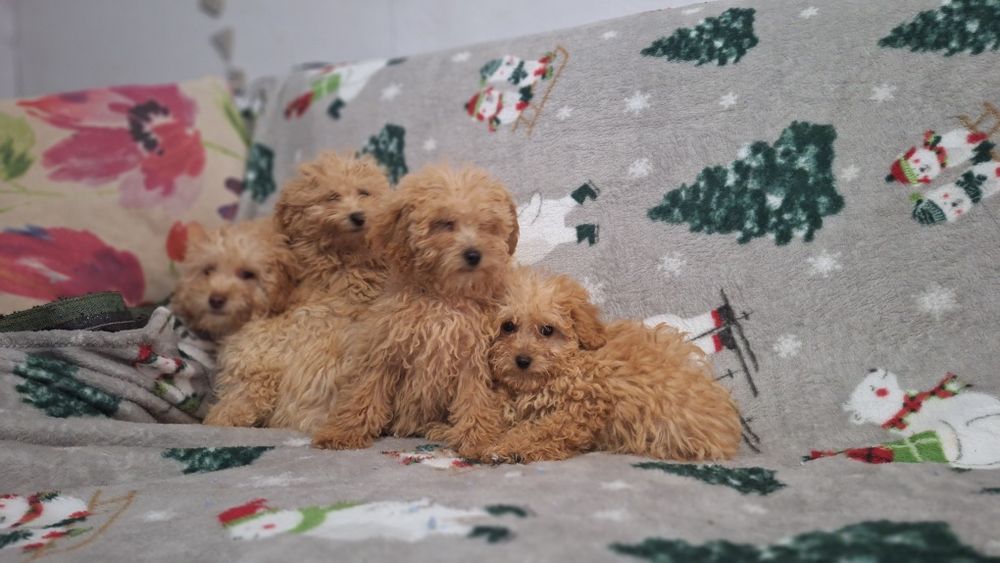 Той пудел пуделчета той