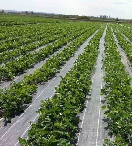 FOLIE MULCIRE/Agrotextil/Antiburuieni,100g/m,Garantie6-7ani,AditivatUV