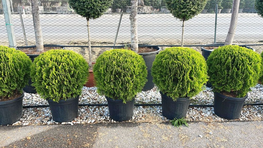 Vând plante ornamentale de tip globular