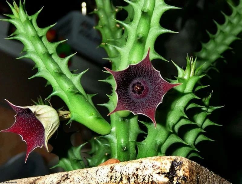 Кактус Гуэрния не колючий