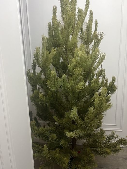 Елки новогодние ( живые) Астана