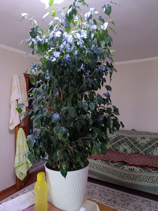 Продаю цветы в горшочке