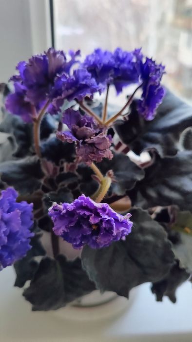 Комнатные цветы Доллароове дерево, Анториум,  Белая лилия