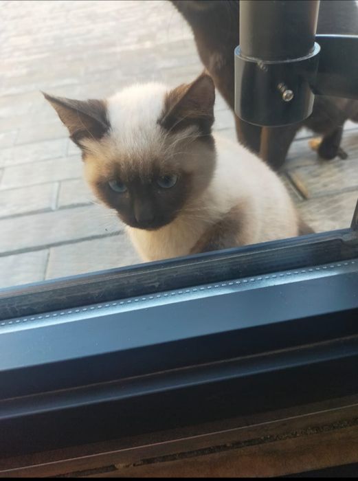 Здоровый котеночек в добрые руки