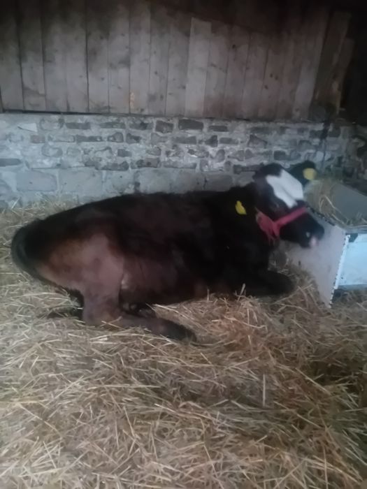 Vitea 4500lei Negociabil